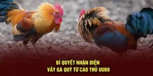 Bí Quyết Nhận Diện Vảy Gà Quý Từ Cao Thủ UU88