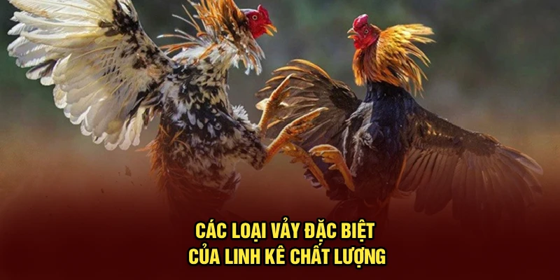 Các loại vảy đặc biệt của linh kê chất lượng