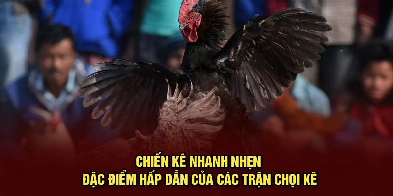 Chiến kê nhanh nhẹn - Đặc điểm hấp dẫn của các trận chọi kê
