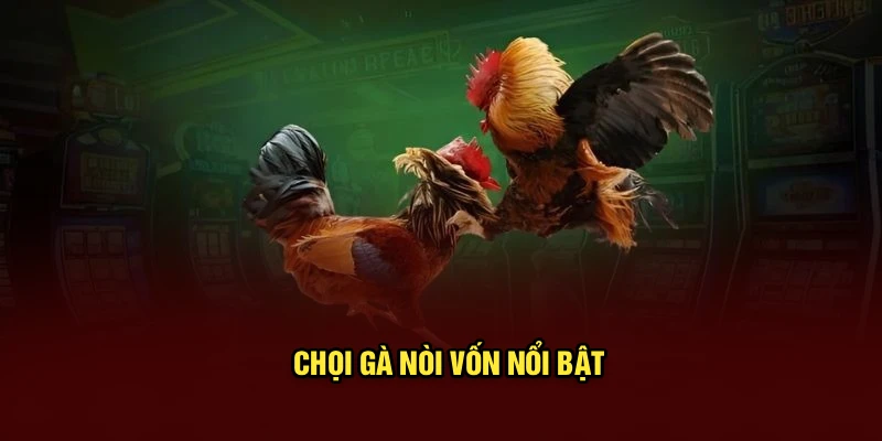 Chọi gà nòi vốn nổi bật