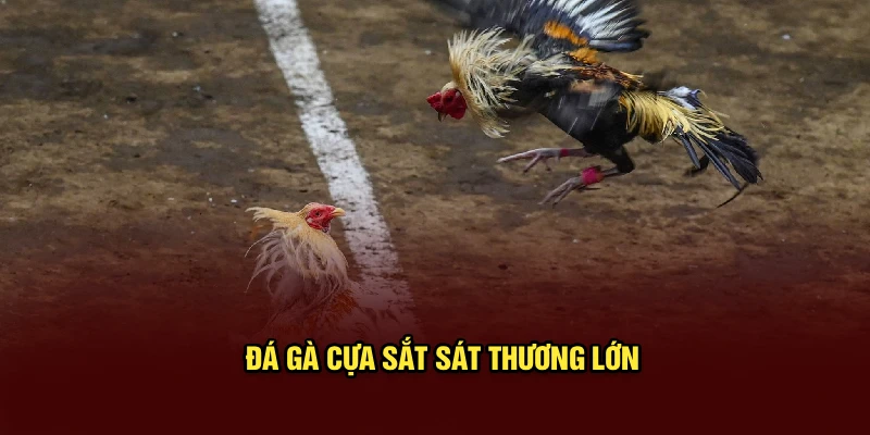 Đá gà cựa sắt sát thương lớn