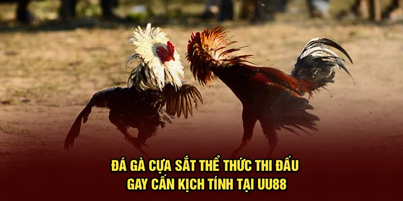 Đá Gà Cựa Sắt | Thể Thức Thi Đấu Gay Cấn, Kịch Tính Tại UU88