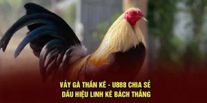 Vảy Gà Thần Kê - UU88 Chia Sẻ Dấu Hiệu Linh Kê Bách Thắng